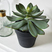 Faux Potted Succulent (4651876515900)