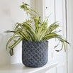 Faux Spider Plant (4651347279932)