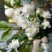 Faux White Astrantia (4649581576252)