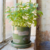 Glazed Indoor Plant Pot and Saucer (4651176853564)