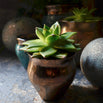 Gold Copper Indoor Plant Pots (4649572663356)