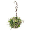 Hanging Succulent Ball (4649075802172)