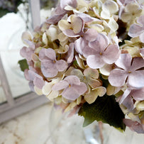 Hydrangea Single Stem (6639640510524)