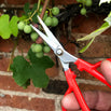 Japanese Grape Pruning Snips (4652120768572)