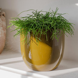 Mustard Glazed Indoor Plant Pot (7088137240636)