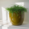 Mustard Glazed Indoor Plant Pot (7088137240636)