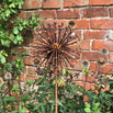 Rusted Dandelion Seedhead (6643414892604)