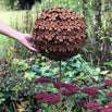 Rusted Ball Hydrangea Flower Head (6707582107708)