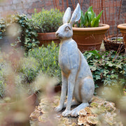 Sitting Grey Hare