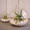 Hanging Globe Terrariums (4648651194428)