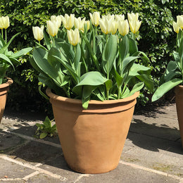 Plain Classic Planter