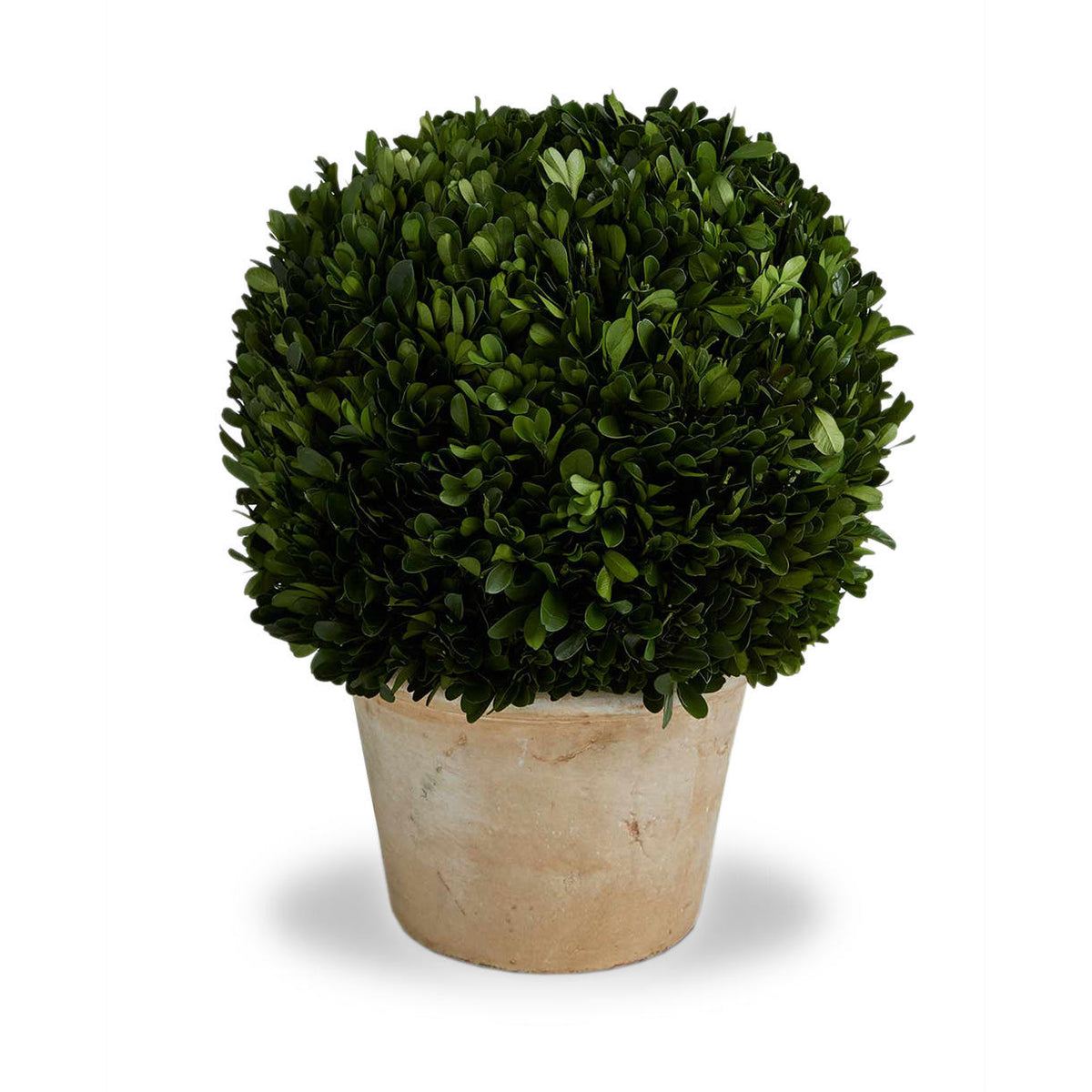 Buy Preserved Topiary Ball with Planter — The Worm that Turned ...