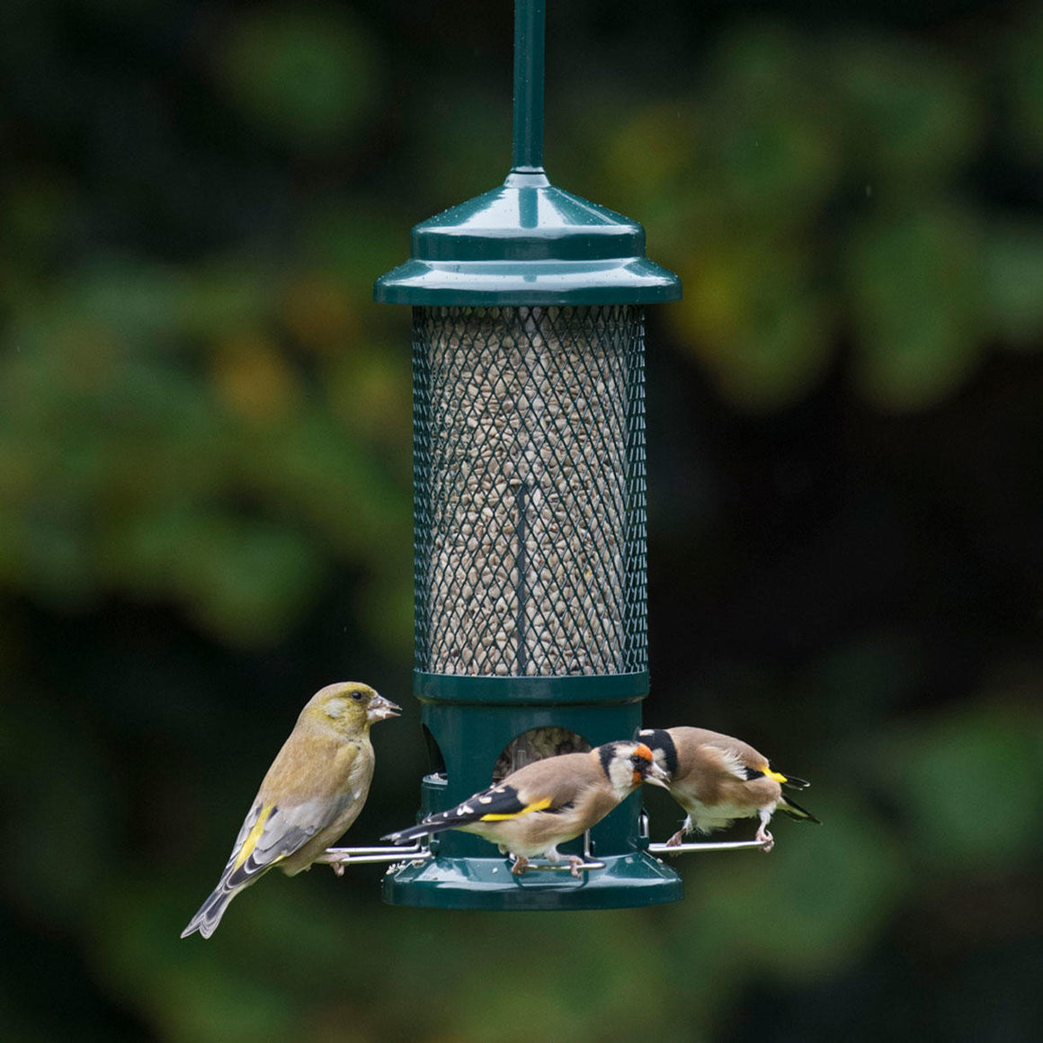 Buy The Squirrel Buster Bird Seed Feeder — The Worm that Turned ...