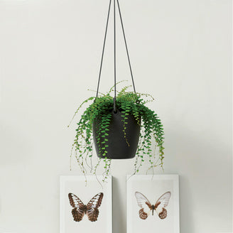 Urban Hanging Planter (4649482321980)