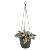 Urban Hanging Planter (4649482321980)