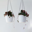 Urban Hanging Planter (4649482321980)