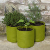 Vigoroot Culinary Herb Pots (4653085917244)