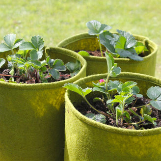 Vigoroot Culinary Herb Pots (4653085917244)