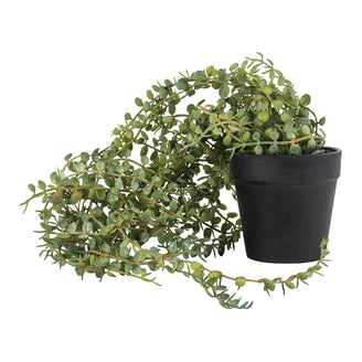 Trailing Faux Senecio in pot (4734424023100)