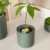 Amazing Avocado Pot (7144397275196)