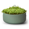 Microgreens Magic Planter (7144414347324)