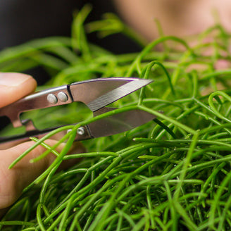 Mini Herb Snips