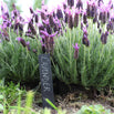 Set of Six Slate Plant Markers