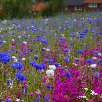 Aqua Meadow Mix Seeds (6544677142588)