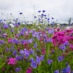 Aqua Meadow Mix Seeds (6544677142588)