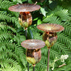 Copper Poppy Seedhead Stakes (4651875336252)