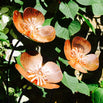 Copper Poppy Flower Stakes (4651875401788)