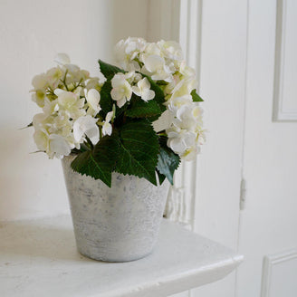 Hortensia Plant (4648672362556)