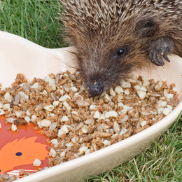 I Love Hedgehogs Food