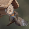 Peanut Butter for Birds (4653052264508)