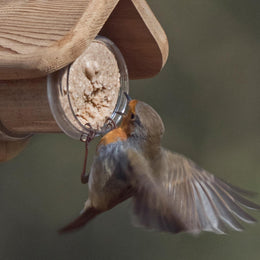 Peanut Butter for Birds