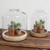 Terrarium Display Dome with Wooden Base (4651882086460)