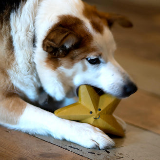 Festive Christmas Star Dog Toy (7155327893564)