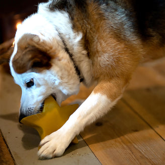 Festive Christmas Star Dog Toy (7155327893564)