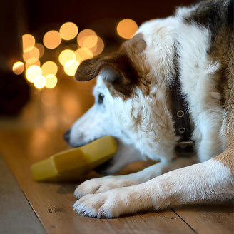 Festive Christmas Star Dog Toy (7155327893564)