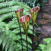 Copper Arum Lily Sculptures (4650471129148)