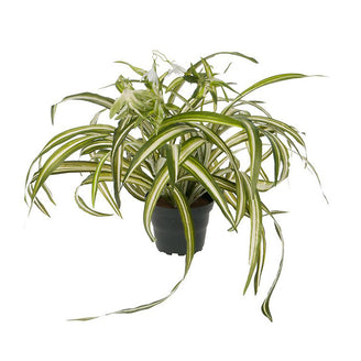 Faux Spider Plant (4651347279932)