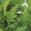 Lettuce & Salad Leaf Seeds (4647868792892)