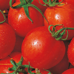 Tomato Tondo Piccolo Ibrido Seeds