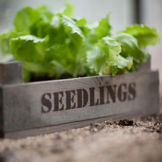 Spruce Wood Seedling Tray (4651890507836)